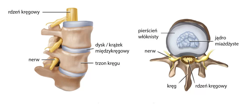 anatomia-kregoslupa-1024x439